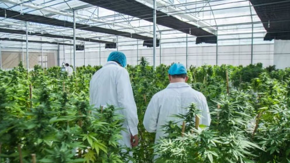 Cannabis medicinal y cáñamo industrial: talento argentino que busca competir en el mundo