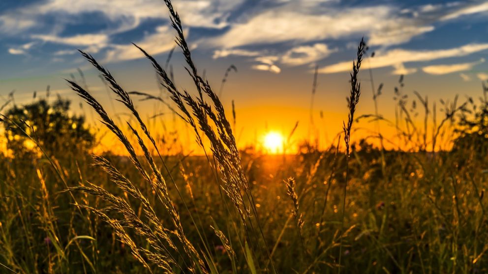 Las lluvias de Brasil generarían mayores ventas de trigo argentino al mundo