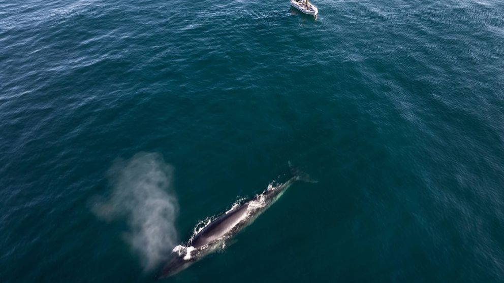 En un tiempo podrán realizarse avistajes comerciales