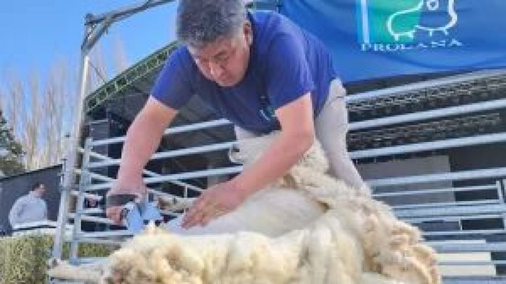 Arsenio Saihueque es un embajador de la esquila y de la lana. Participó en los campeonatos mundiales de Esquila, que se desarrollaron en Nueva Zelanda, Francia y Escocia, representando a la provincia de Chubut y al país. Es de Gobernador Costa. Y el vier