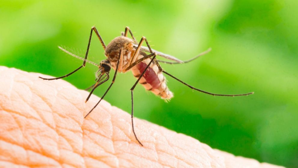 Después del temporal, volvieron a aparecer más mosquitos