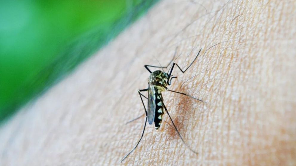 Cuándo aparecen los síntomas de dengue