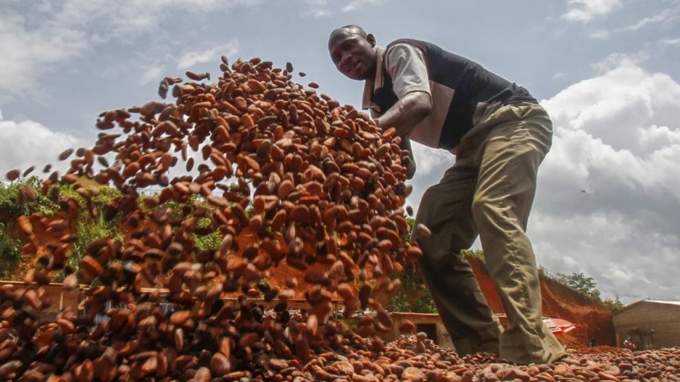 La tonelada métrica de cacao podría alcanzar los 10.000 dólares, según algunos analistas