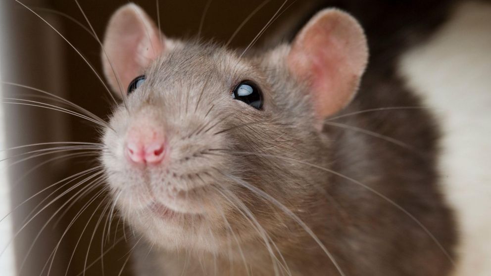 Preocupación en CABA por la presencia de ratas