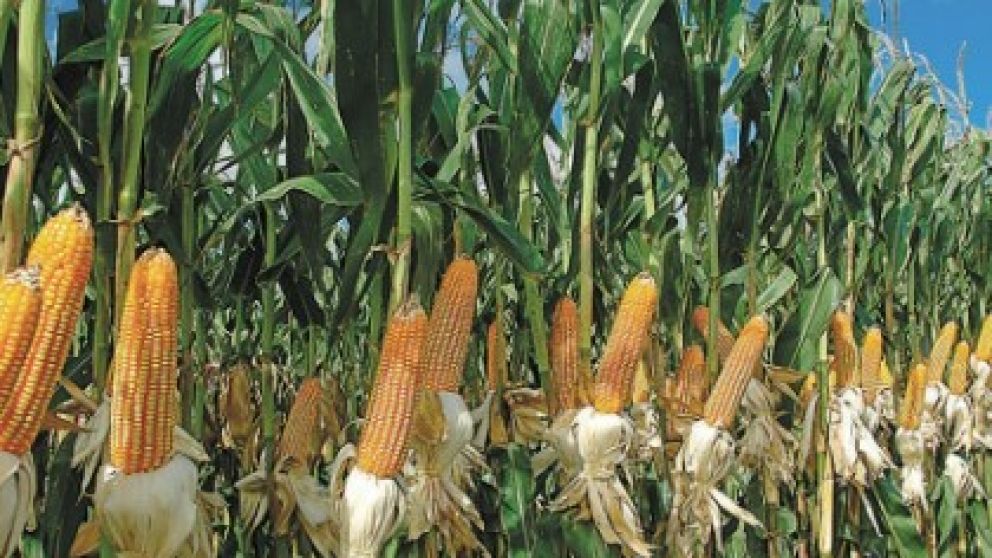 Estiman que las exportaciones de maíz crecerán un 53%