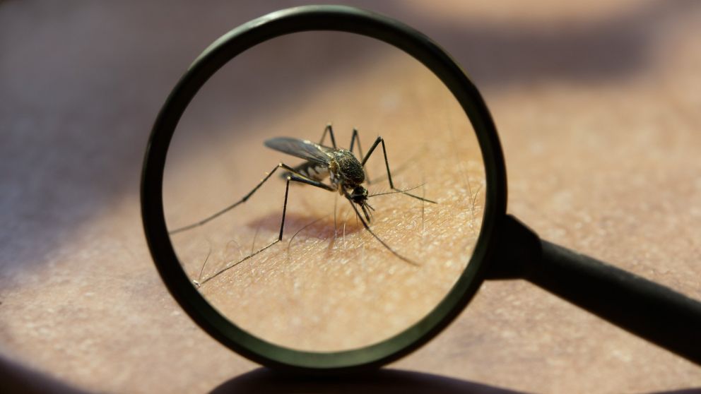Repelentes versus recetas caseras con citronela para combatir el dengue