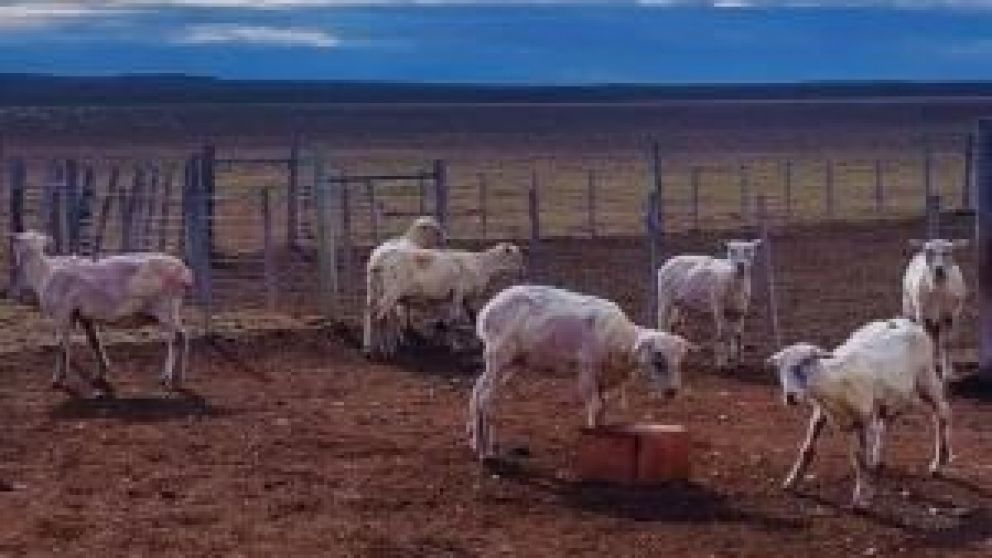 Desertificación, especies depredadoras e incluso cuestiones económicas ponen en jaque la producción ganadera, sobre todo las inversiones que se deben hacer para garantizar nutrición y buen peso del animal. Una solución experimental con buenos resultados.