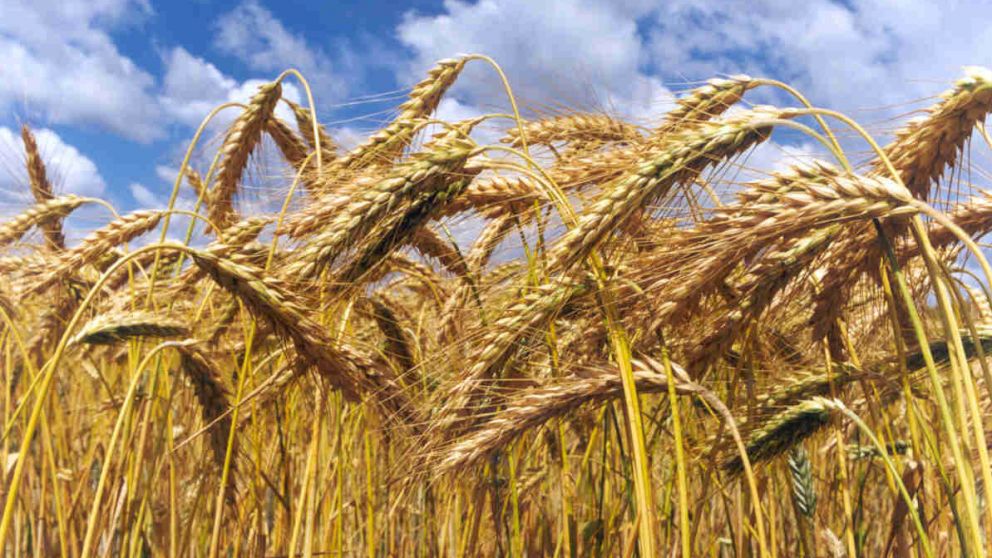 El 75% del cultivo crece en un estado muy bueno o excelente