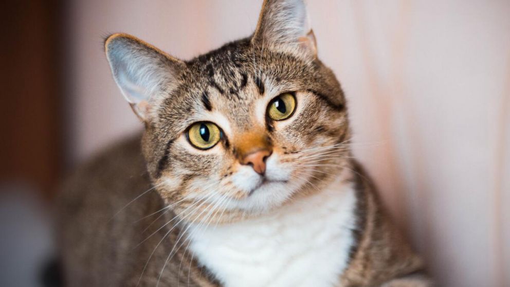 ¿Los gatos olvidan rápido a sus dueños?