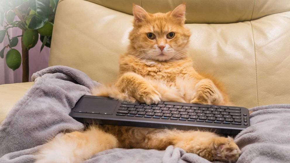 Cuánto sale darle de comer a un lindo gatito