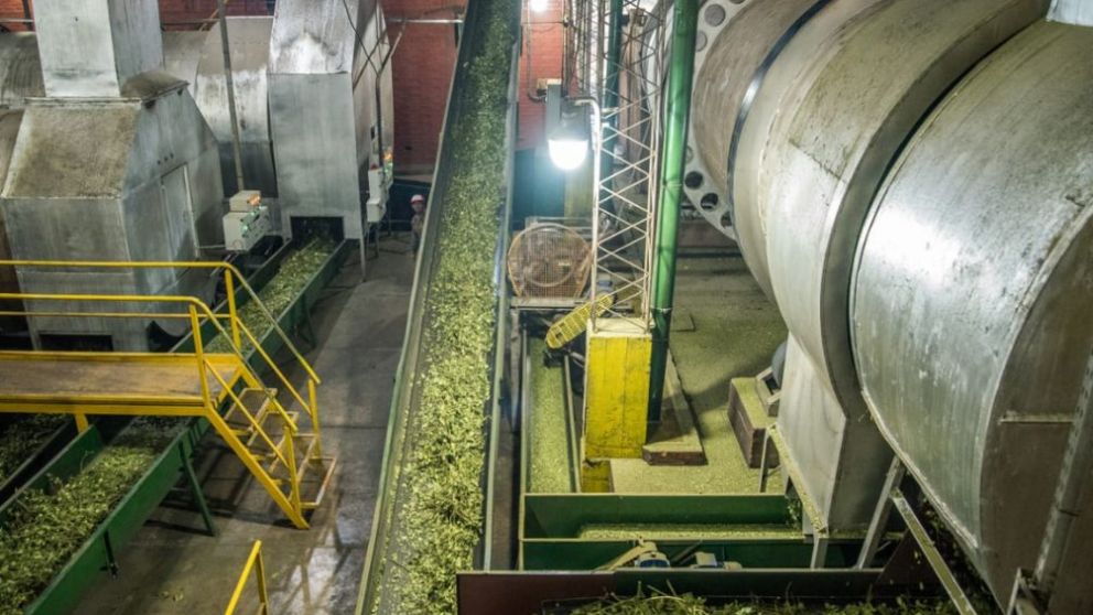La cantidad de yerba mate para consumo y exportaciones registró un nuevo récord en 2023