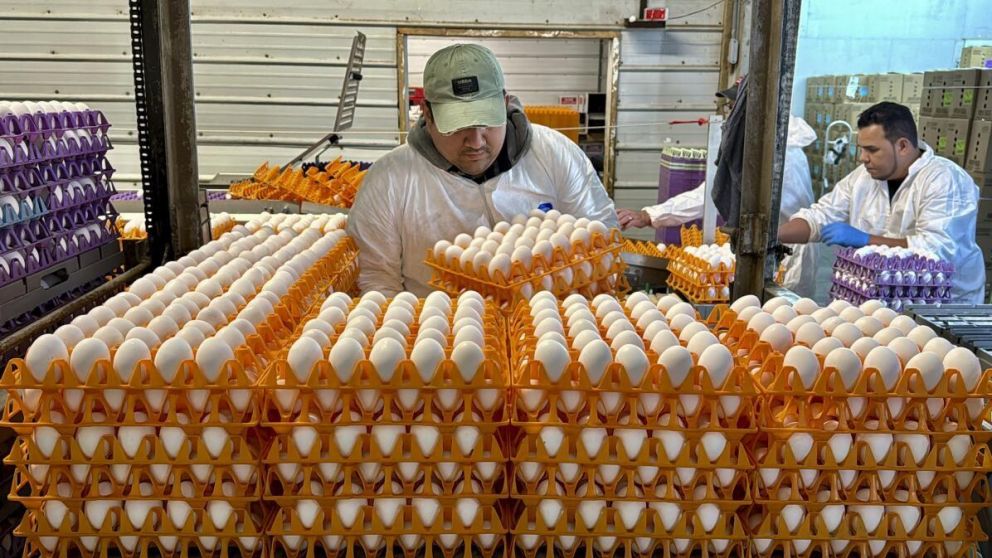 La pérdida de gallinas locales provocó un aumento en los precios de los huevos