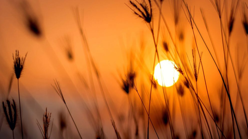 El 2024 sería más cálido que el 2023, año que rompió récord en temperaturas