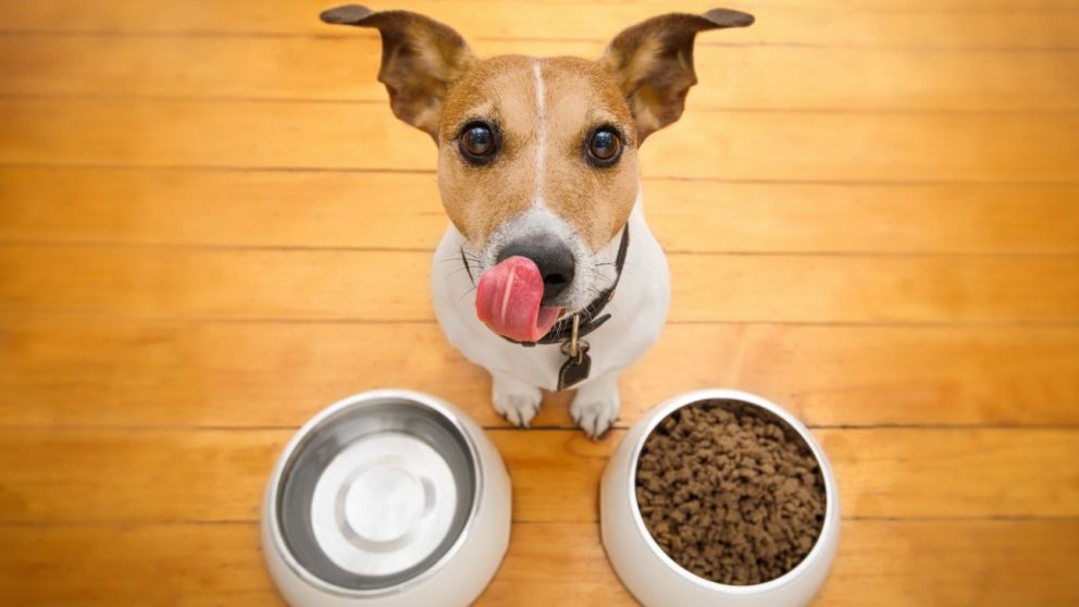 Descuentos en casas de mascotas