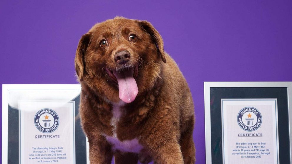 Se estará realizando una exhaustiva investigación con respecto a la edad del canino