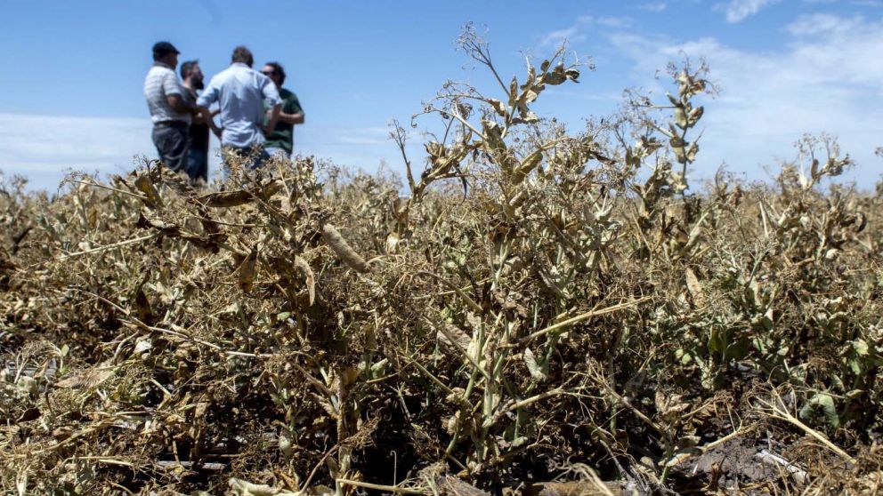 Buenos Aires declaró la emergencia agropecuaria para municipios afectados por la sequía
