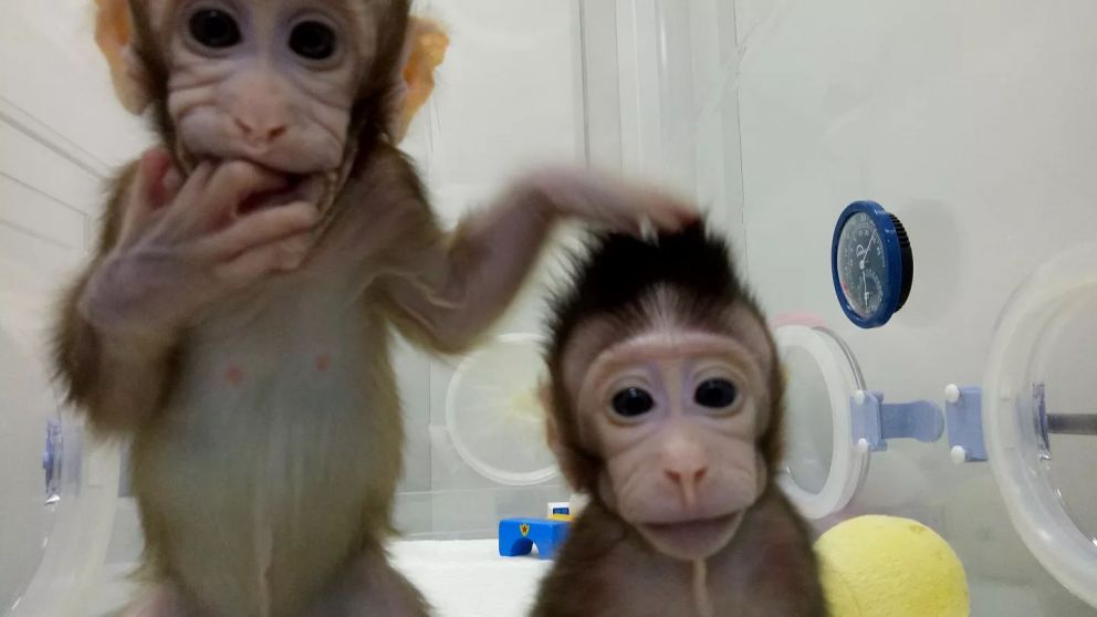 ¿Esta técnica podría perfeccionarse para la experimentación en humanos?