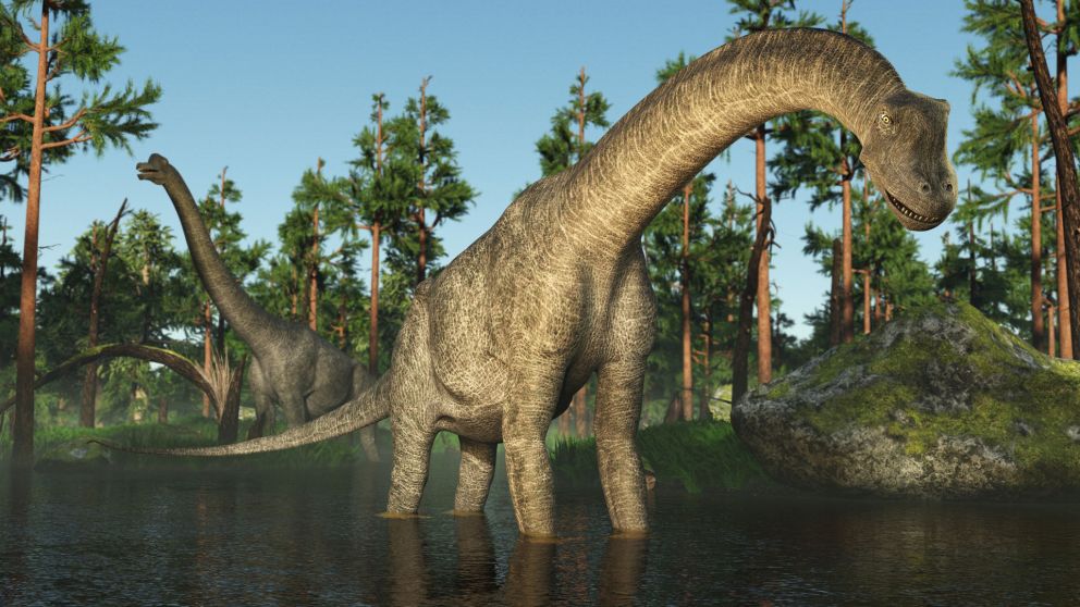 Es el rebaquisáurido más grande encontrado hasta el momento