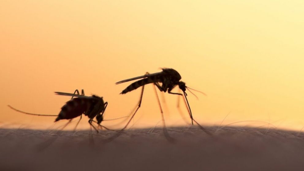 Dengue en Argentina