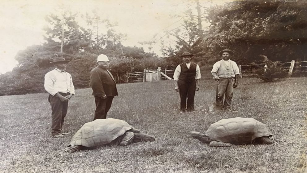 El animal terrestre vivo más viejo del mundo cumplió 191 años