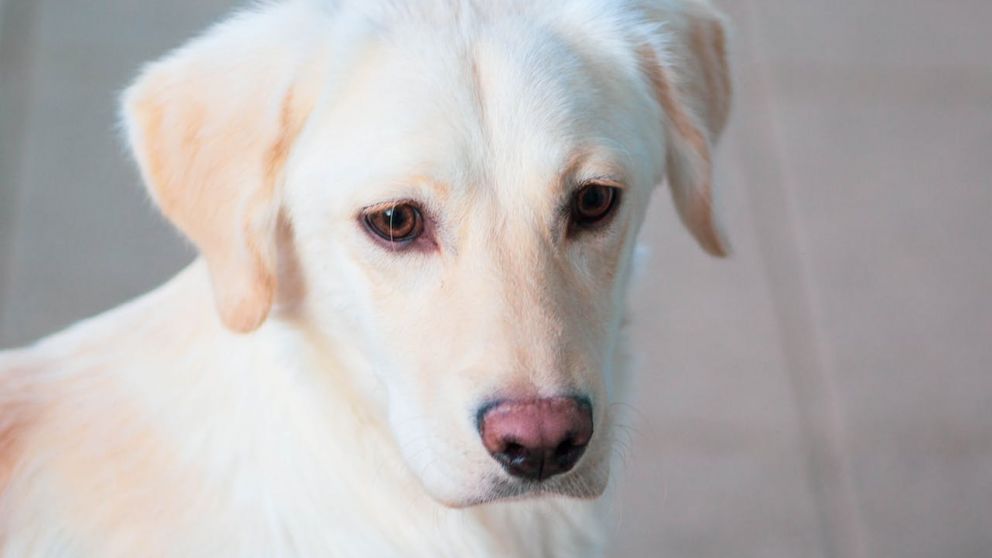 Diez formas de refrescar a tu mascota en verano