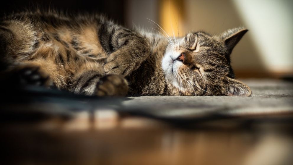 Los gatos ayudan a entender lo que está pasando en la historia