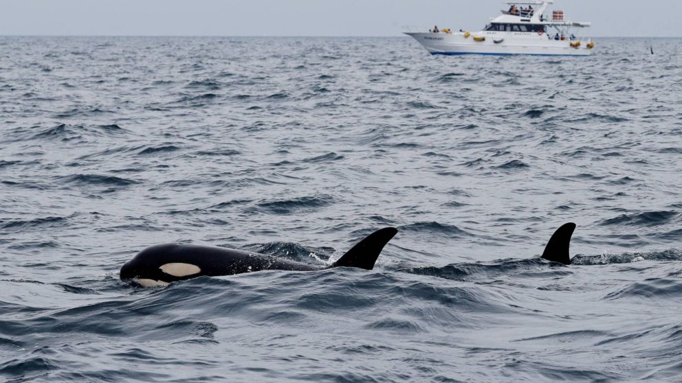 Los científicos se quedaron perplejos frente a esta conducta de las orcas