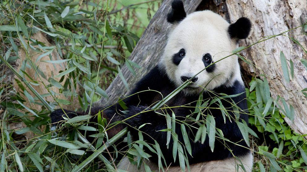 El Smithsonian se despide de sus osos panda