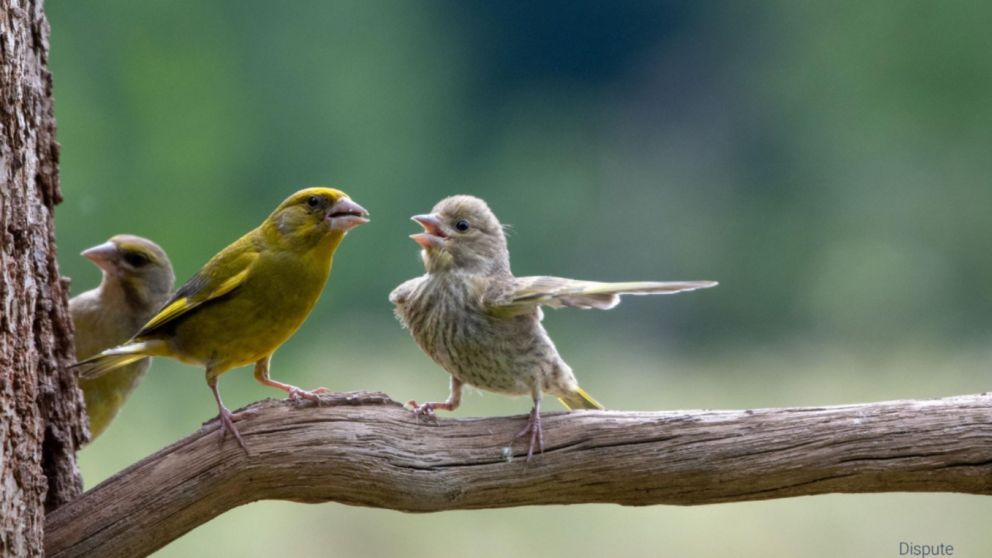 El reto de un pájaro a otro compite entre las imágenes más graciosas del año