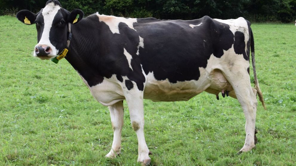 Invento argento: baterias de litio con pelo de vaca