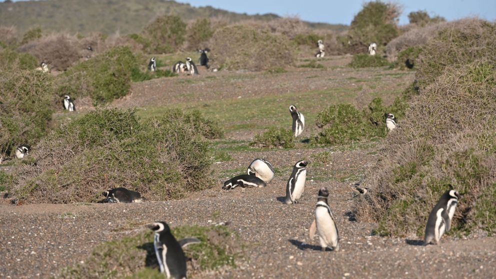 Llegaron los primeros pingüinos de la temporada a las costas de Chubut