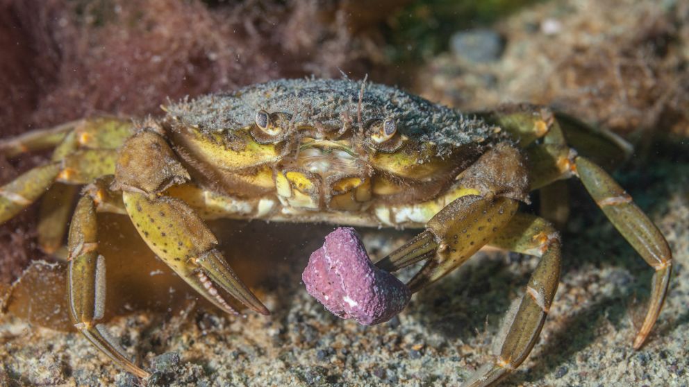Del jabalí al cangrejo verde: hay más de 700 especies exóticas invasoras