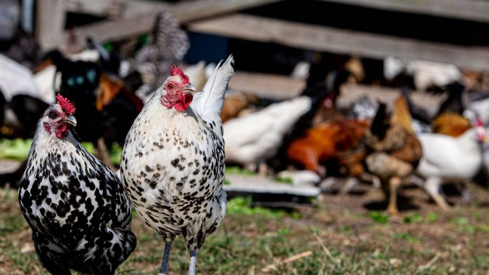 Vuelven exportaciones de carne aviar a varios mercados