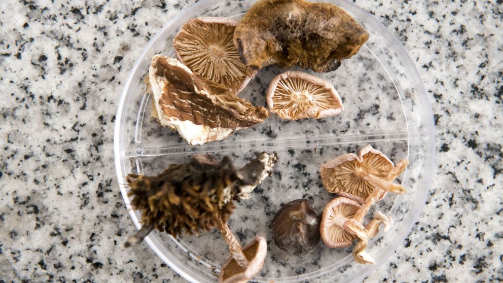 Reino Fungi: un universo que maravilla cada vez más