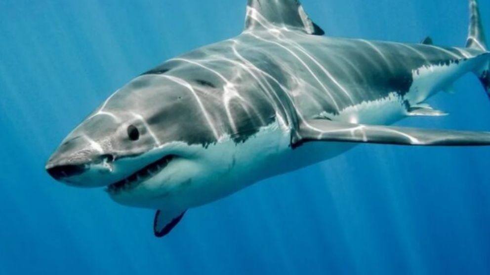 Después de socorrorer a la mujer, los helicópteros buscaron tiburones pero no vieron ninguno