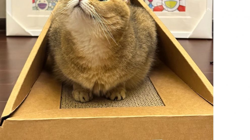 Los gatitos ya tienen su cama ideada por Elon Musk