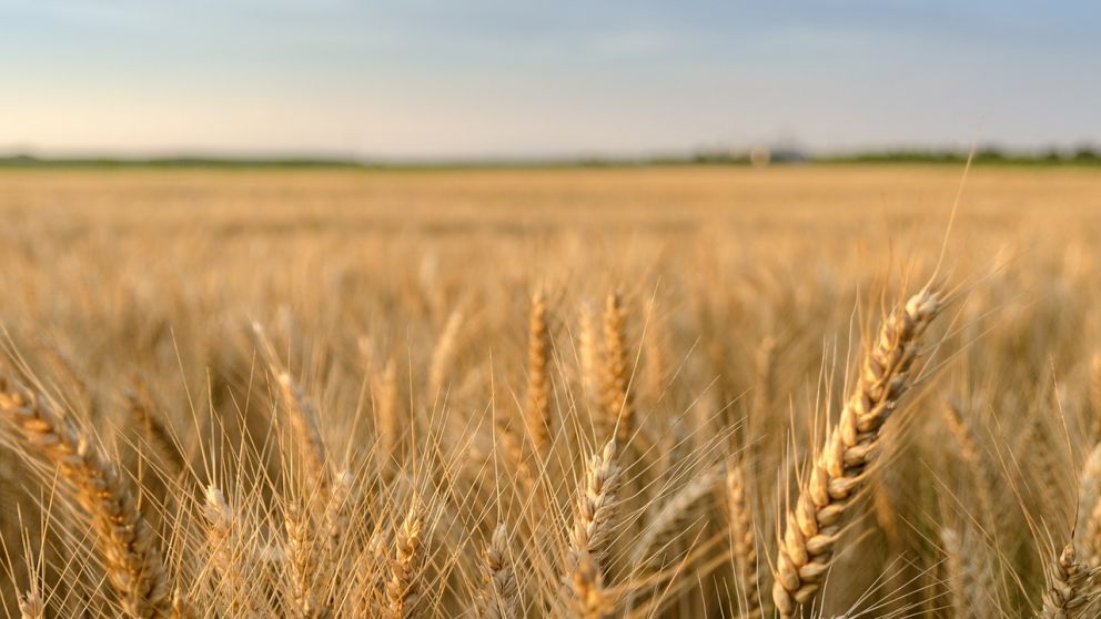 Un manejo agroecológico puede aumentar la rentabilidad y minimizar el impacto ambiental