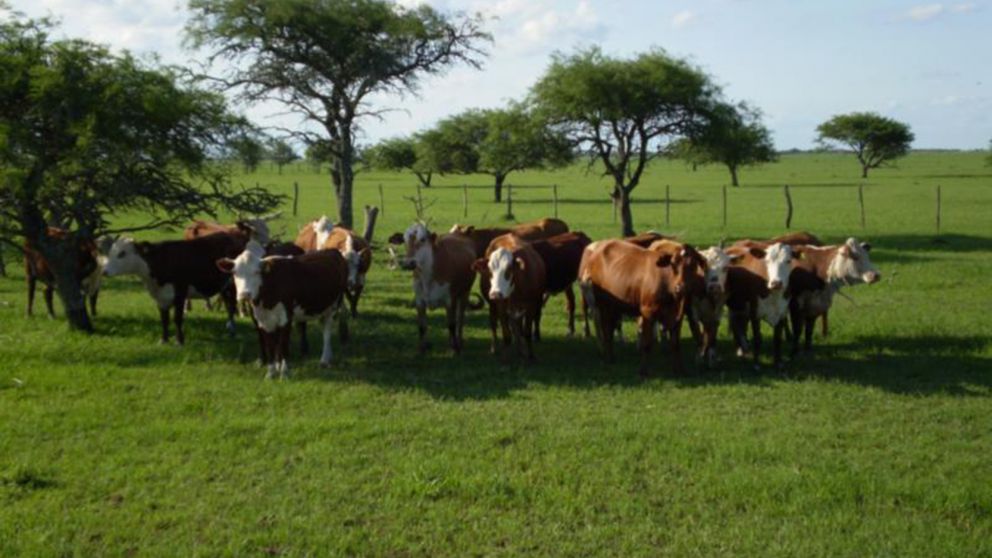 Animales rumbo al exterior