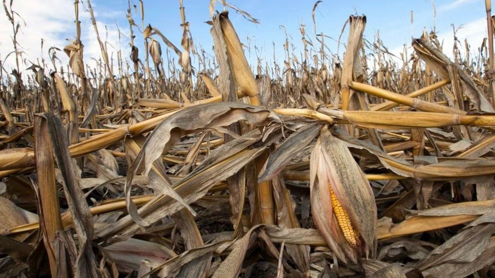 Hay una realidad innegable: el cambio climático ya amenaza la producción de alimentos en general.