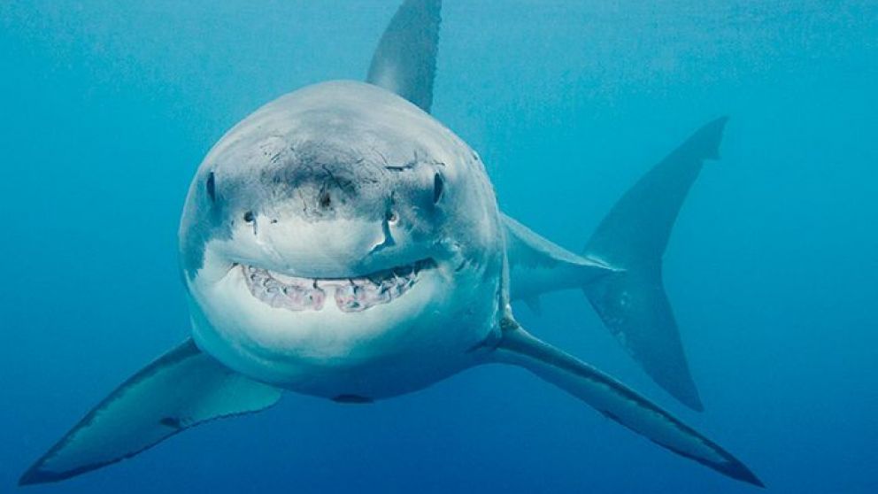 El programa Shark Week analiza si los tiburones están entrando en contacto con los fardos de cocaína arrojados a las aguas de Florida