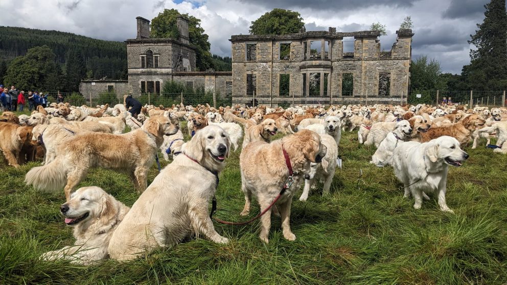 Los perros posando en una foto grupal. Foto: The Washington Post