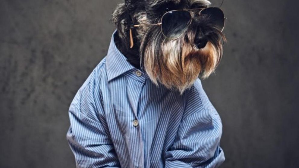 Las mascotas están cada vez más humanizadas