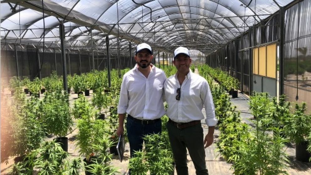 Uno de los lotes de ensayos de FlowerCann cuyo CEO es Jonathan Galván