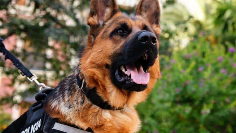 Día Nacional del Perro: ¿Quién fue Chonino?