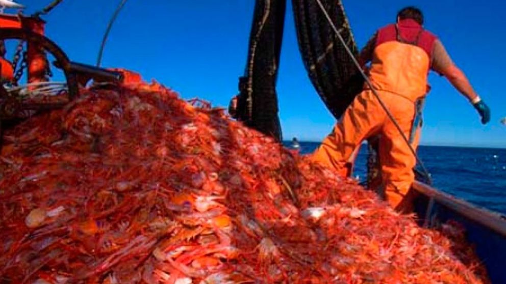 Langostino: hay buenas capturas pero peligra la zafra por un conflicto en Mar del Plata con el dólar pesca