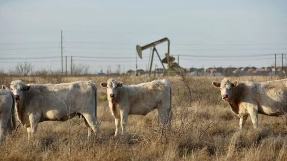 Vacas pastando al lado de la granja en Texas