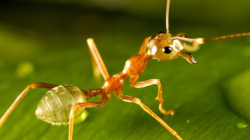 La hormiga loca amarilla posee una original forma de reproducción