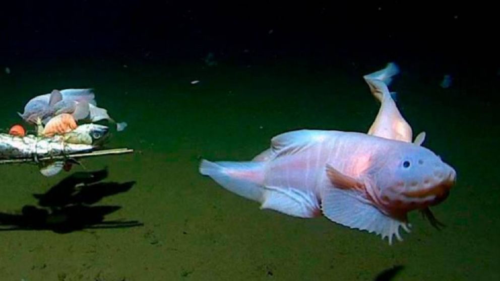 El pez caracol fue filmado en una fosa submarina de Tokio