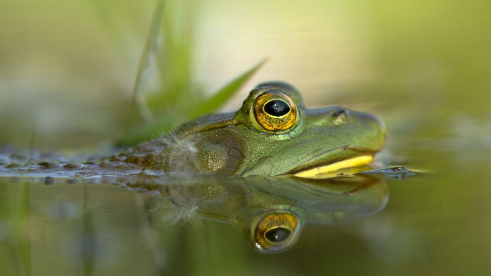 Las ranas toro comen casi cualquier especie que se cruzan