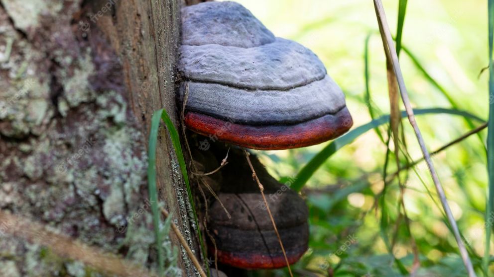 El Fomes fomentarius asombra a los científicos